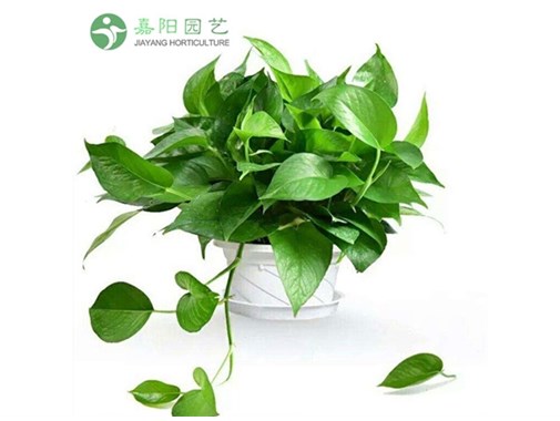 6中好养的水生植物
