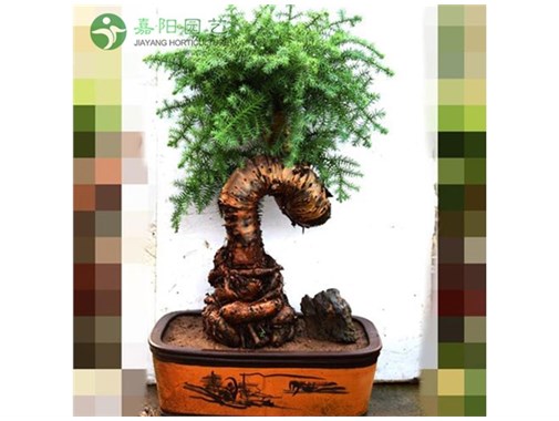 如何清洗叶片上的灰尘？