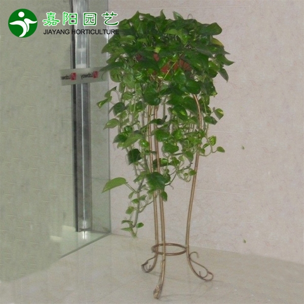大绿萝