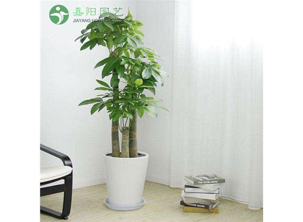 发财树（步步高）