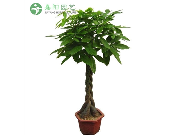 发财树（五辫）