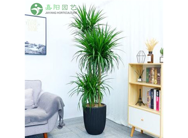 龙须树（多杆）