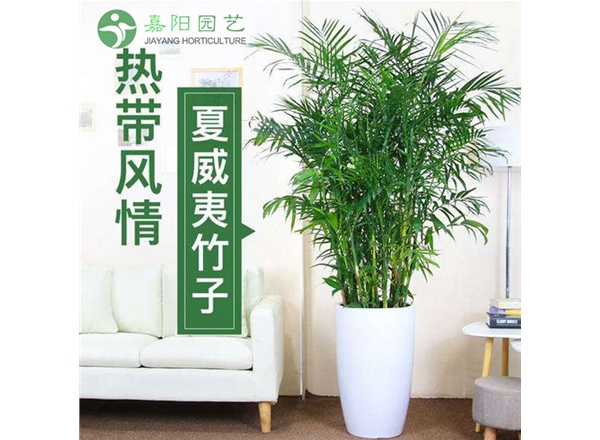 夏威夷