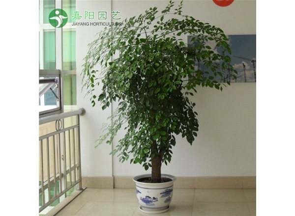 幸福树