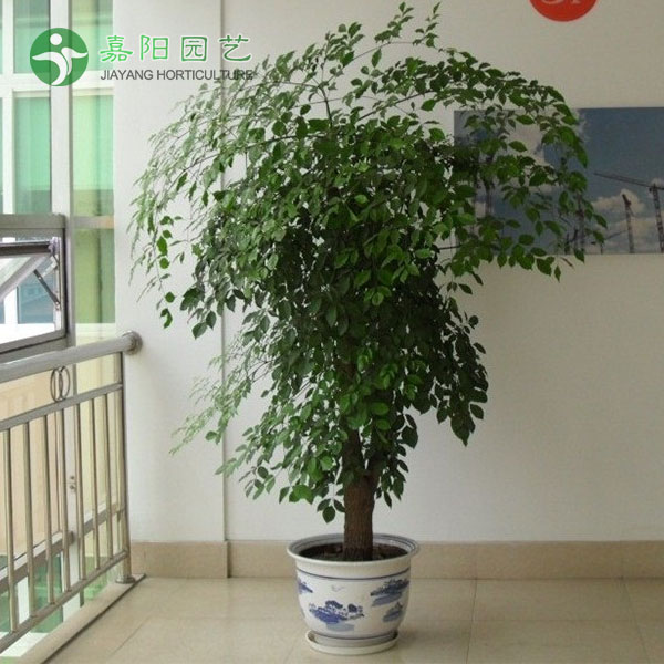 幸福树