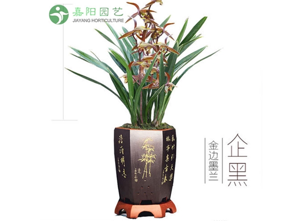 墨兰
