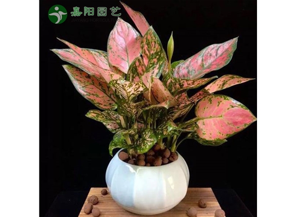 如意皇后