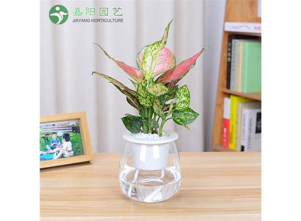 如意皇后(水培）