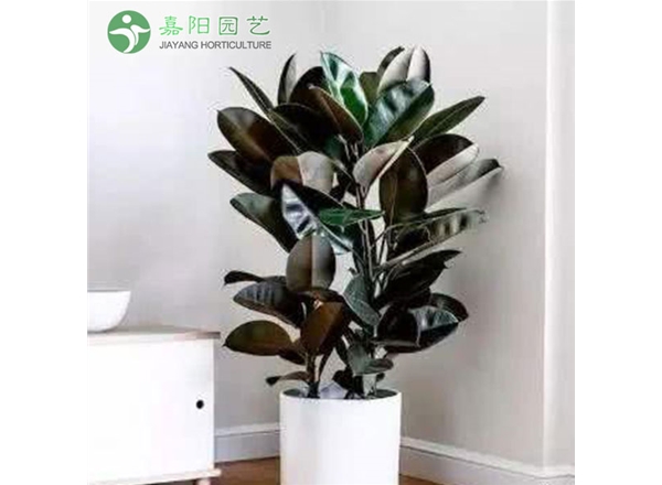 橡皮树
