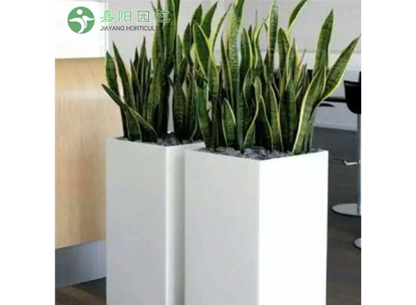 虎皮兰