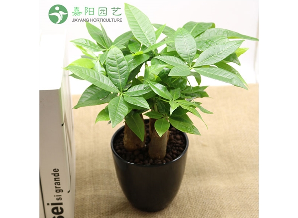 小发财树
