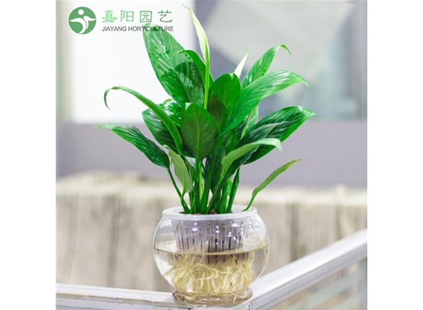 一帆风顺（水培）
