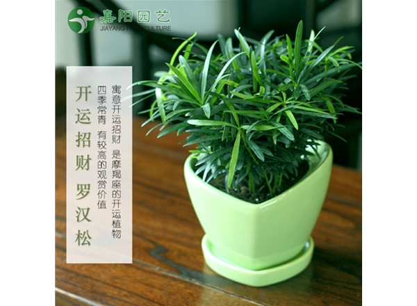 罗汉松