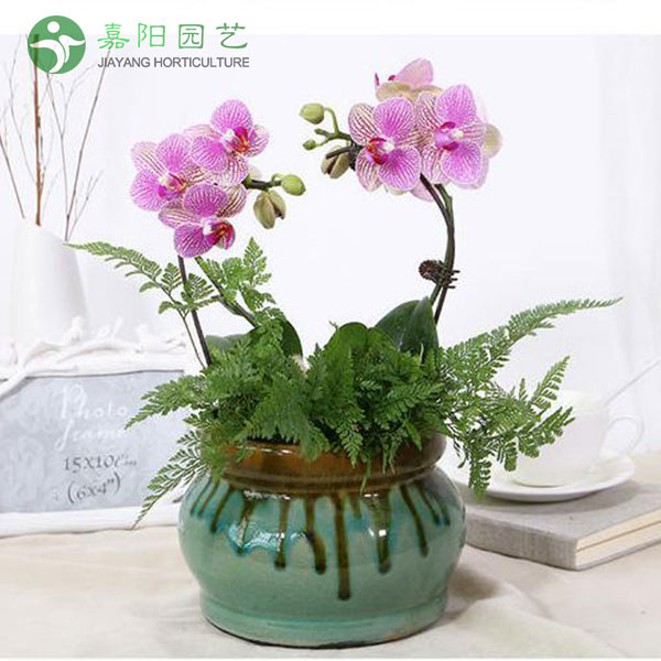蝴蝶兰