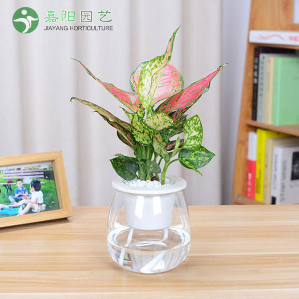 如意皇后(水培）