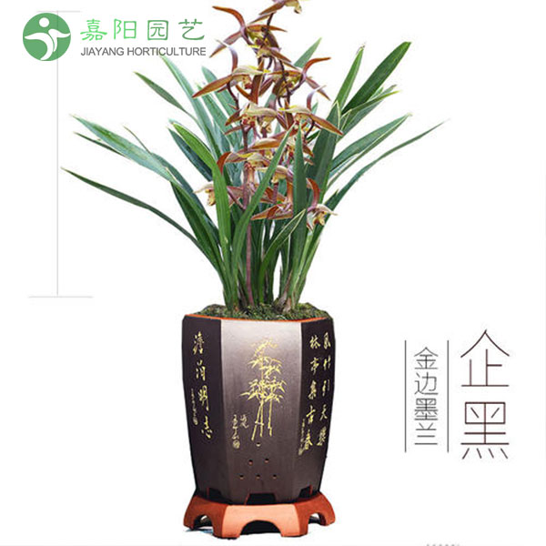 墨兰