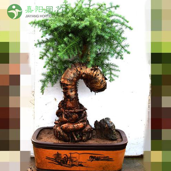 澳洲杉