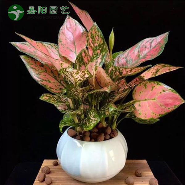 如意皇后