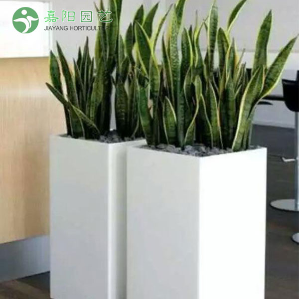 虎皮兰