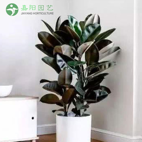 橡皮树