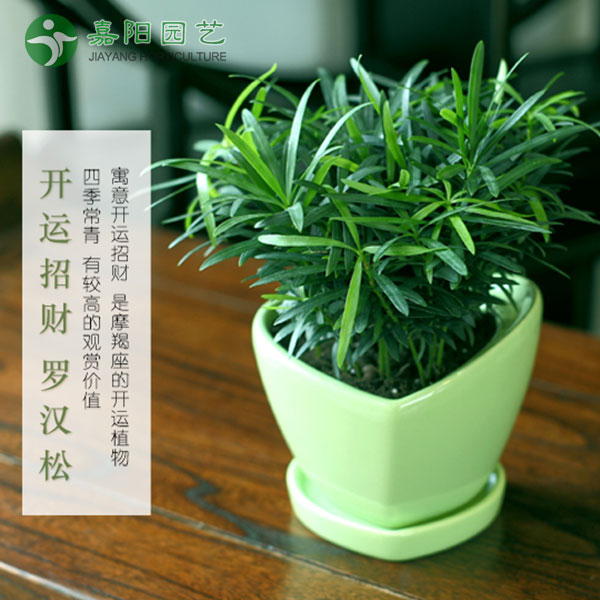 罗汉松