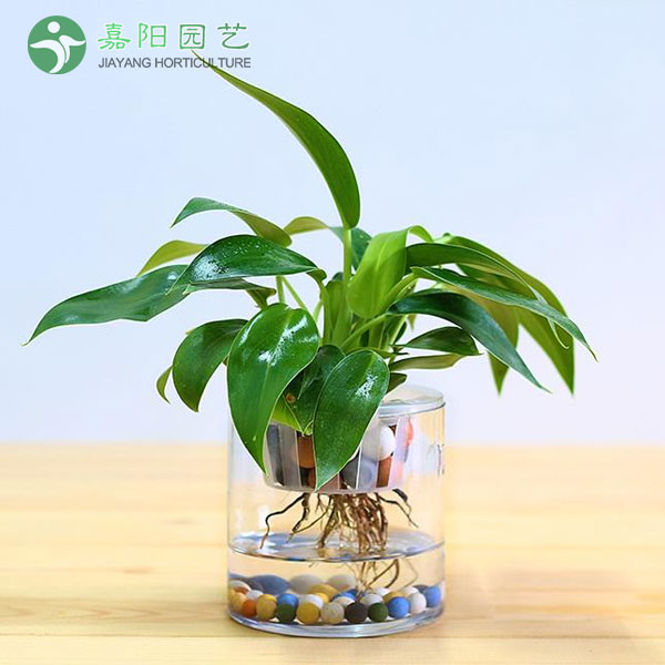 金钻（水培）