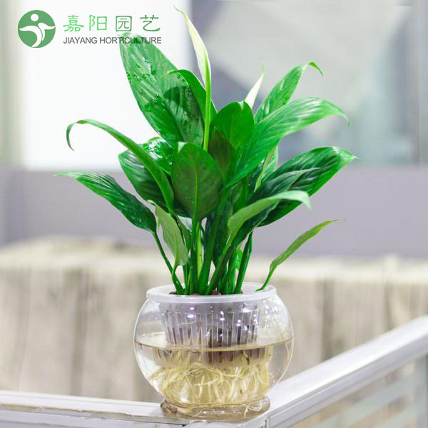 一帆风顺（水培）