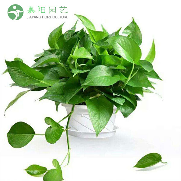 小绿萝