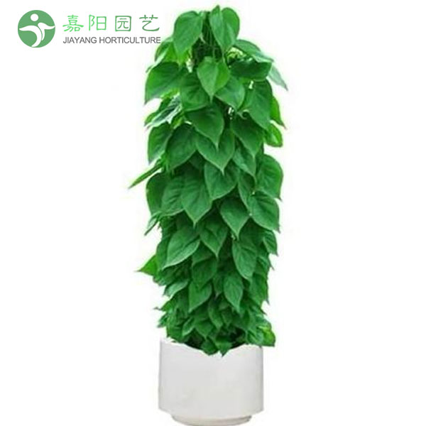 青苹果