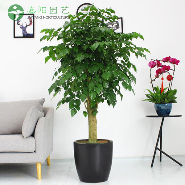 绿宝树