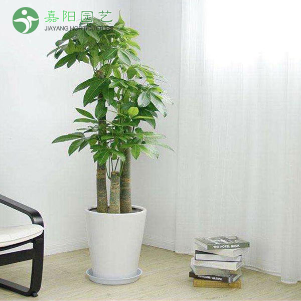 发财树（步步高）