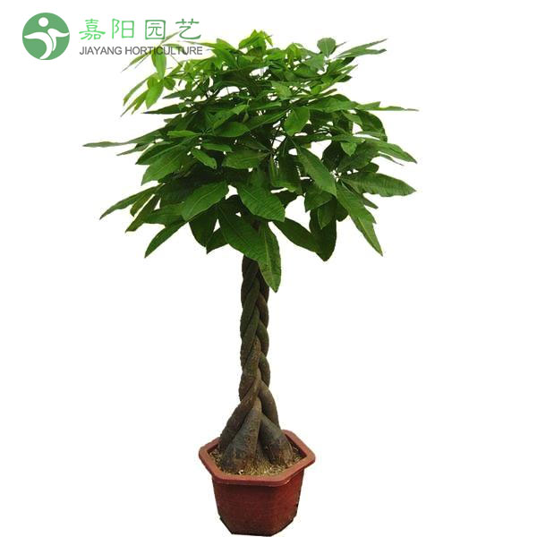 发财树（五辫）