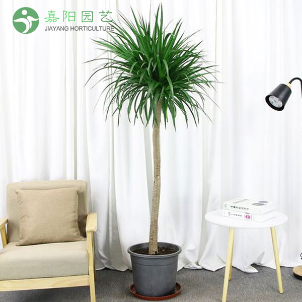 龙须树（单杆）