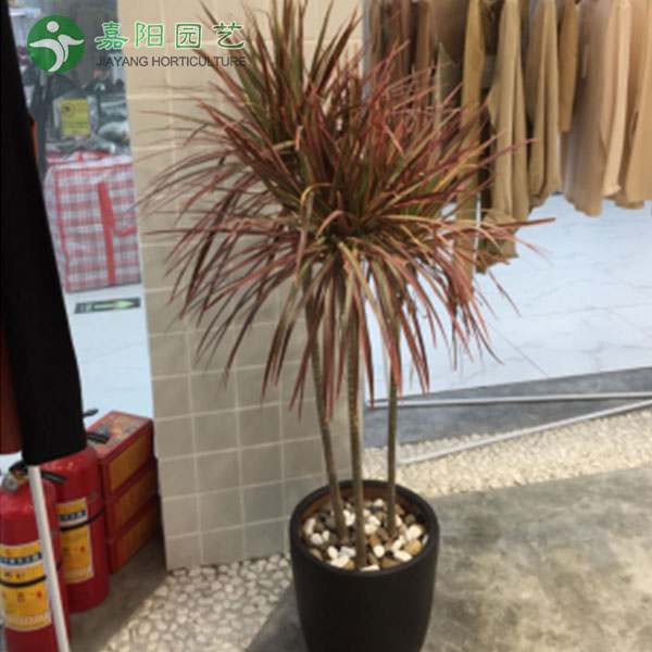 龙血树