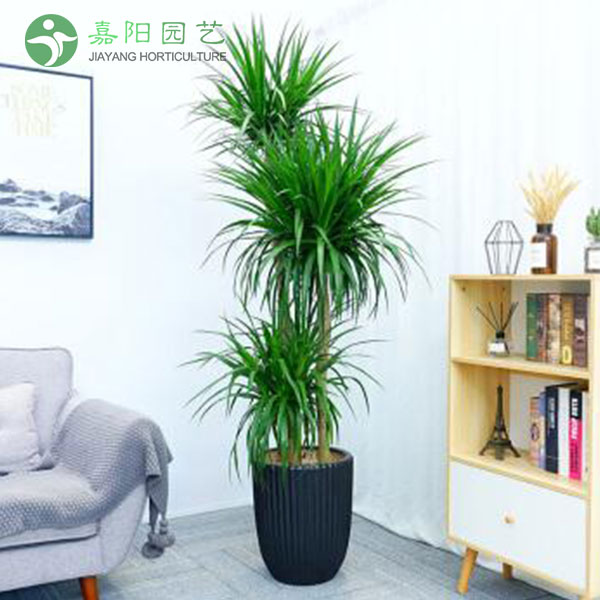 龙须树（多杆）