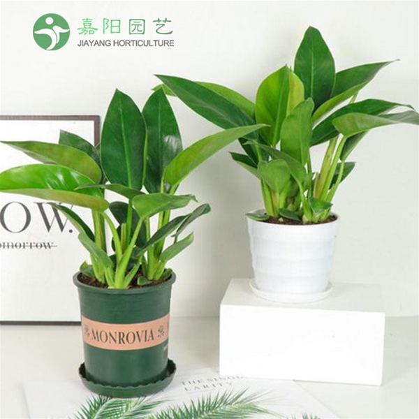桌摆花