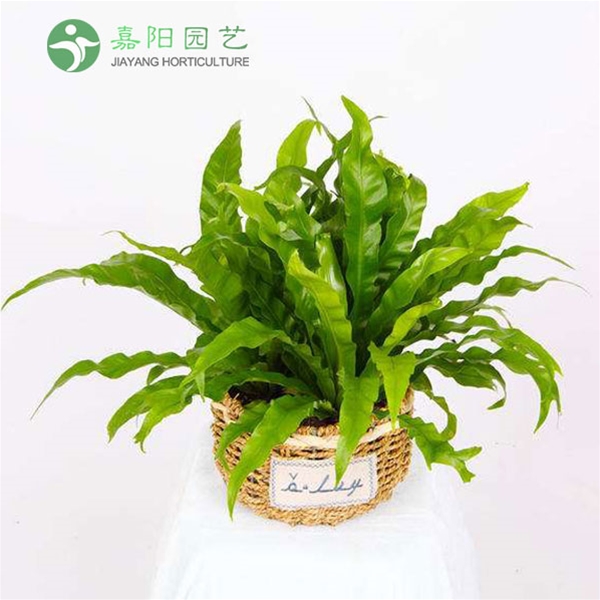 桌摆花