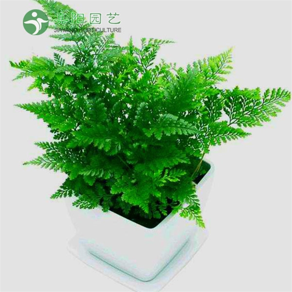 桌摆花
