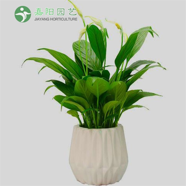 桌摆花